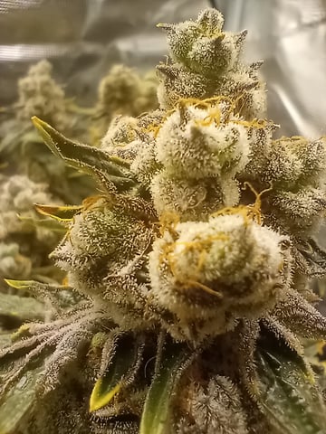 Wizard Punch first grow  — flower, day 115