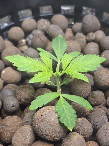 STELLA — seedling_rooting, day 35