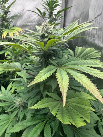 GrowRoom — flower, day 10