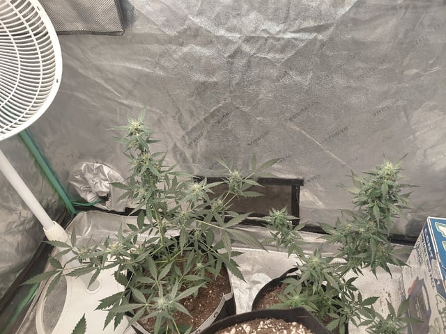 my first grow  — flower, day 51