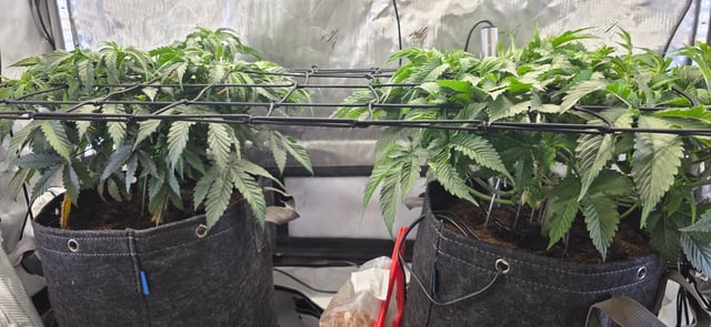 Ace Killer OG — vegetative, day 18