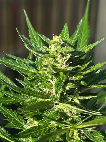 GNOMO Auto  — flower, day 1