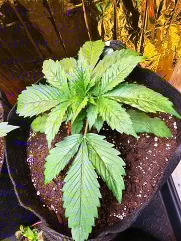 skywalker haze — grow_setup, day 16