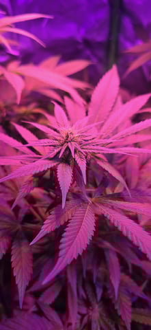 basement grow — flower, day 70