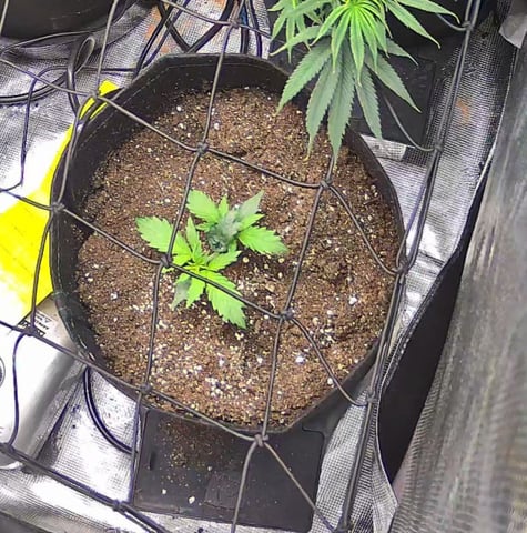 Vanna's Vanilla — vegetative, day 21