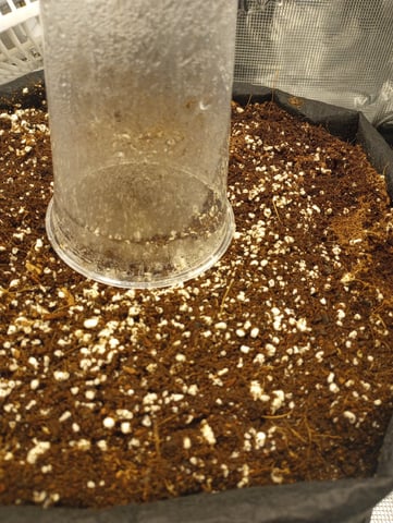 Pineapple Trainwreck  — seedling_rooting, day 3