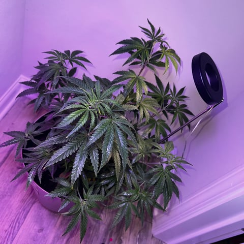  Pakistan — grow_setup, day 2