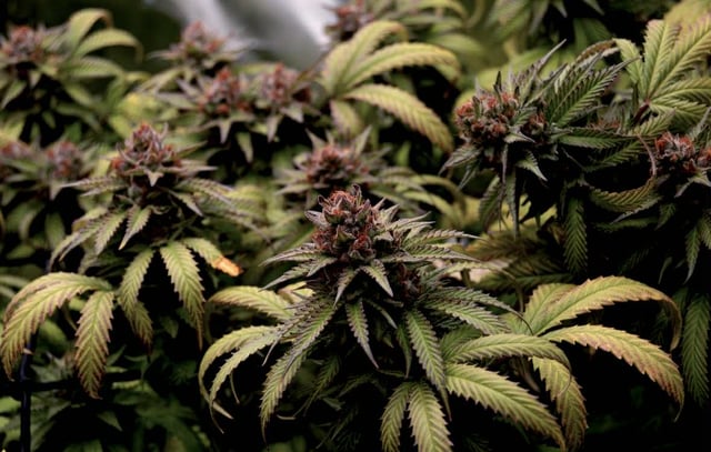 Attack Of The Clones — flower, day 80