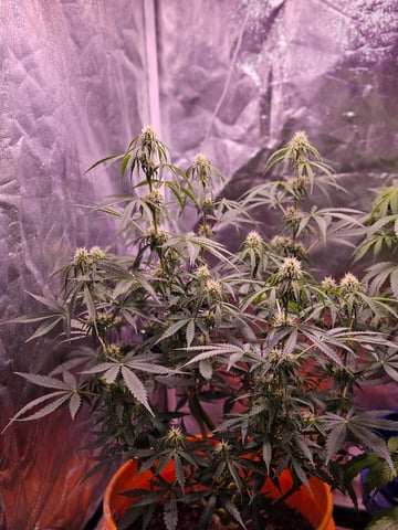 gary poppins — flower, day 66