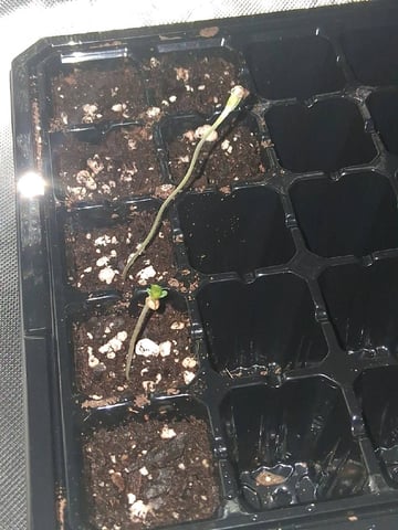 Free Seeds — seedling_rooting, day 8