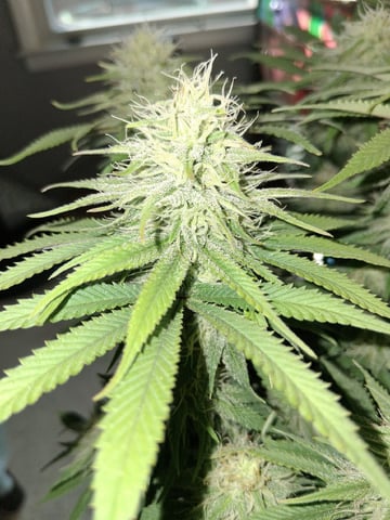 fruity pebbles, cap junky — flower, day 88