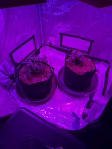 First Auto — vegetative, day 30