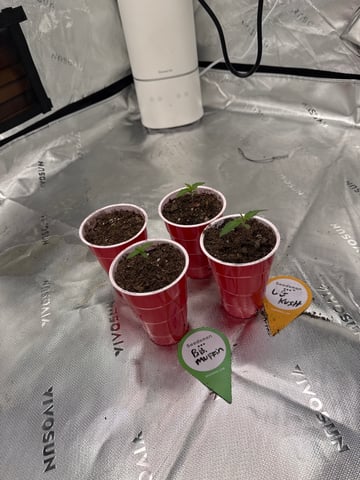 Humboldt  — seedling_rooting, day 9