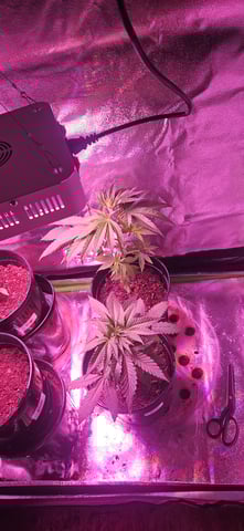 blue dream first grow  — seedling_rooting, day 8