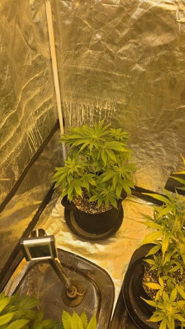 Possible Switch — flower, day 15