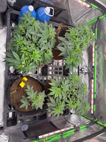 First Grow – Learning Every Day