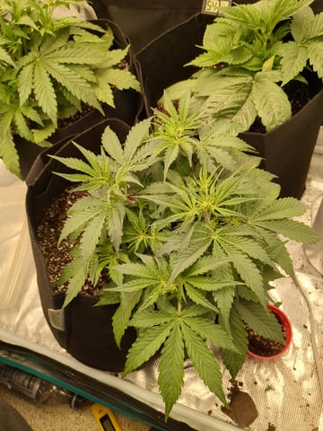 first grow — flower, day 21