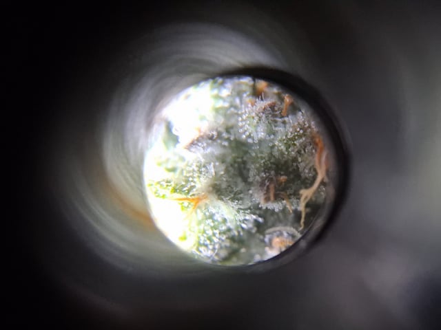 fruity pebbles, cap junky — flower, day 101