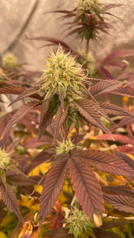 ❄️💚❄️WinterGrow❄️💚❄️ — flower, day 96