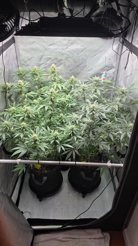 ethos genetics  — flower, day 86