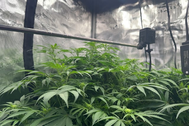 Auto Flower — flower, day 54