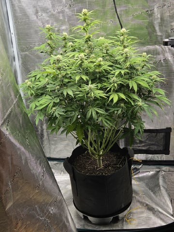 Super Skunk Auto 