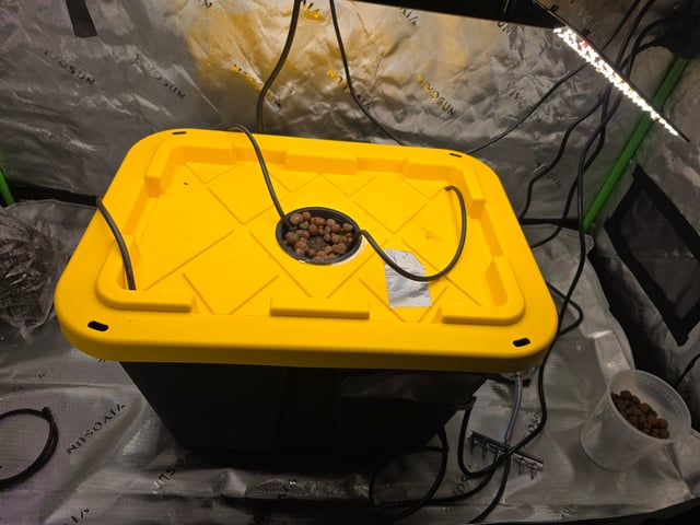 Mendo Frost Autoflower — grow_setup, day 2