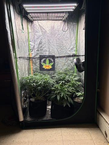 Purple Wedding Glue — flower, day 3
