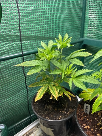 first indoor — vegetative, day 36