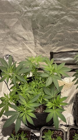 Clones Fat Bastard Clones  — vegetative, day 28