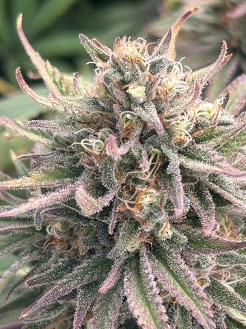 zunami s1 grounded genetics  — flower, day 84