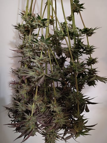 Lokie OG x Permanent Marker — harvest, day 115