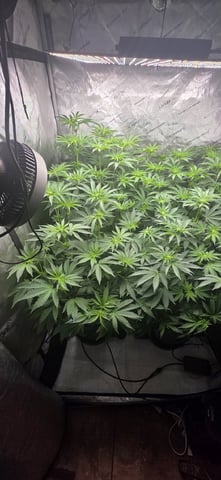Maple Nectar  — flower, day 54