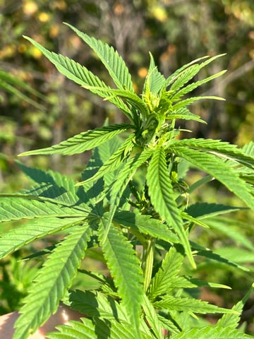 White Widow Twins — flower, day 77