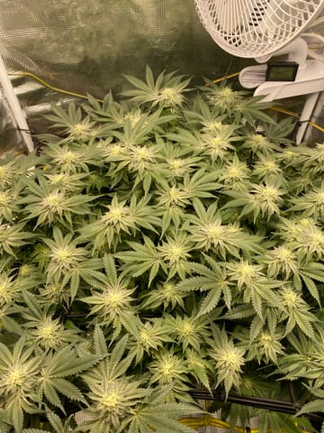 blackberry marshmallows  — flower, day 105