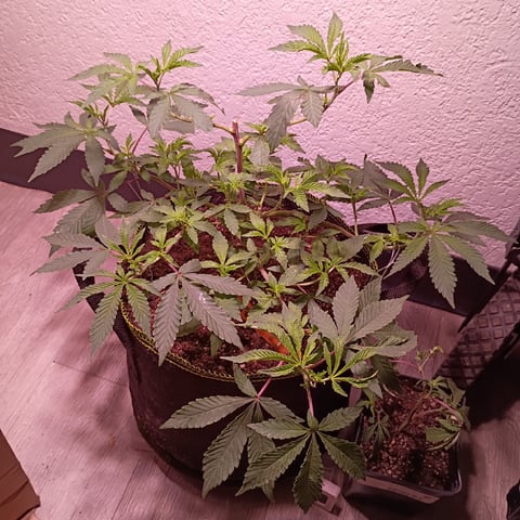 FKAFL — vegetative, day 23