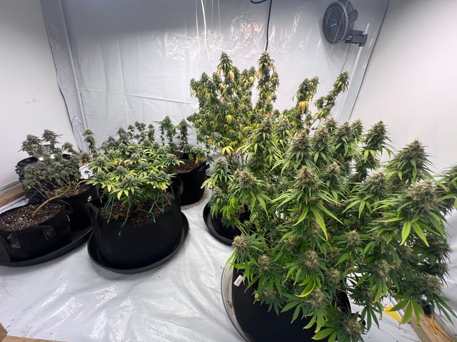 Indoor Grow  — flower, day 96