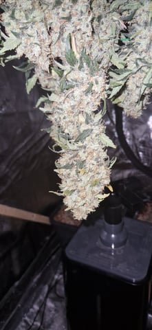 Indigo Saphirex2 And Slush Mint Cake X2 — harvest, day 119