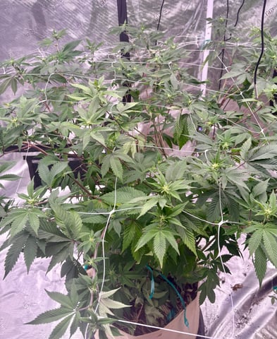 grow 4 — flower, day 65