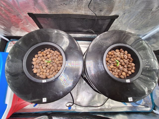 JALAPEÑO 🌶 — germination, day 19