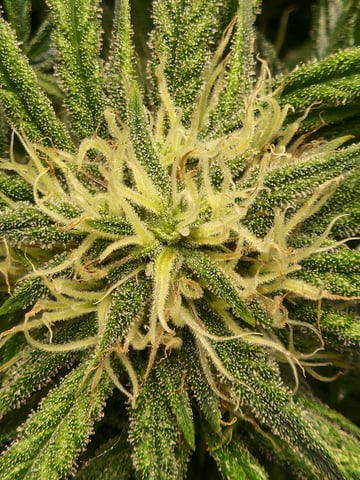 Autoflower grow. my first grow  — flower, day 50