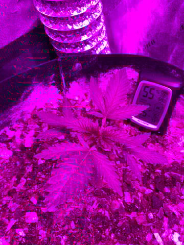 Amnesia Haze (First Ever Grow) — vegetative, day 20