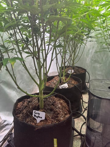 Permanent Marker, Gary Payton — flower, day 10