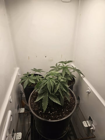 "NO CHEMA CUH" — vegetative, day 30