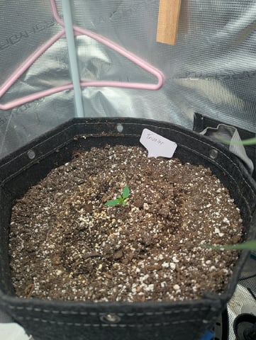 Trizzler  — vegetative, day 9