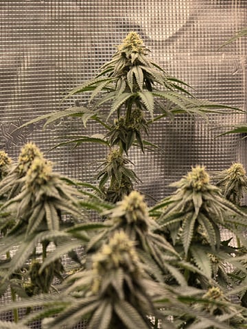  1 Blue Zushi x Venom & 1 Jack Here x Strawberry Cookies OG — flower, day 81