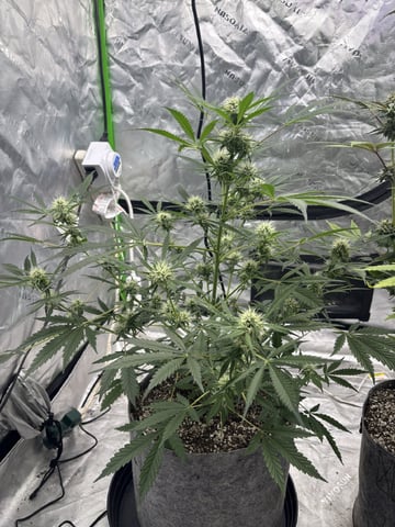 white widow — flower, day 41