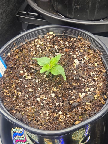 OG Kush — seedling_rooting, day 12