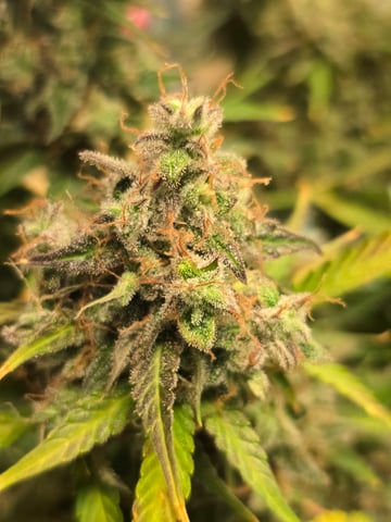 2nd Autoflower Indoor Grow — flower, day 95