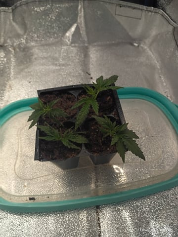 Georgia Pie Female Photo — vegetative, day 1